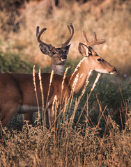 Two Bucks