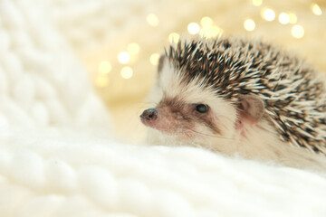 African white-bellied hedgehog in a white knitted scarf.Winter season for pets.Hedgehogs and Christmas cozy holiday mood. little hedgehog © Yuliya