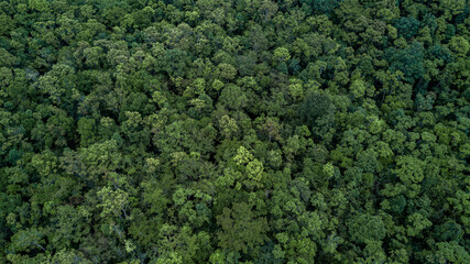 Aerial top view green forest tree texture and background, Tropical rainforest Ecosystem ecology...