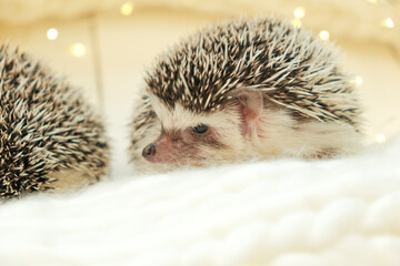 Cute African white-bellied hedgehog in a white knitted scarf.Winter season for pets.Hedgehogs and Christmas cozy holiday mood.Cute little hedgehog