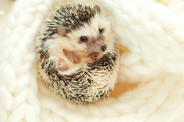 Hedgehogs and Christmas cozy holiday mood. Hedgehog.Cute African white-bellied hedgehog in a white knitted scarf.Winter season for pets.Cute little hedgehog © Yuliya