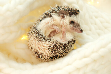  hedgehog in a white knitted scarf.Winter season for pets.Hedgehogs and Christmas cozy holiday mood.Cute little hedgehog