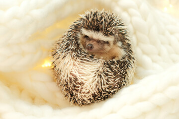  hedgehog in a white knitted scarf.Winter season for pets.Hedgehogs and Christmas cozy holiday mood.Cute little hedgehog © Yuliya