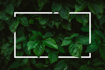 Creative frame layout on foliage. tropical leaves with dark green texture, nature background.