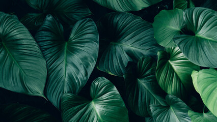 Fototapeta na wymiar Large foliage of tropical leaves with dark green texture, nature background.