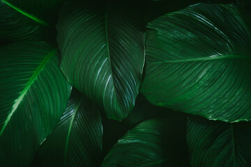 Large foliage of tropical leaves with dark green texture,  nature background.
