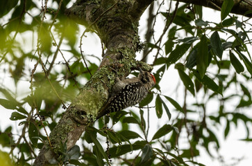 woodpecker on tree