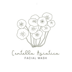 Gotu Kola ( Centella Asiatica ) Natural and Aestethic Logo for Skincare Brand
