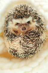 Hedgehog.Cute African white-bellied hedgehog in a white knitted scarf.Winter season for pets..Cute little hedgehog