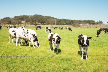 Fototapeta premium grass-eating cows