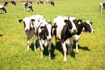 a herd of cows