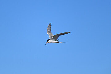 Forester Tern in hovering the sky