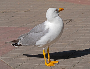 Obraz premium White and grey seagull