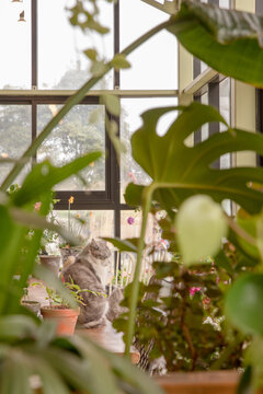 the plant and the cat in between