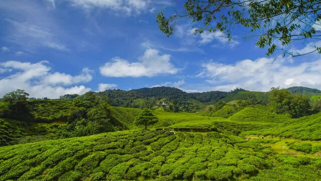 4K Timelapse of green tea plantation at Cameron Highland after sunrise. Tilt up effect