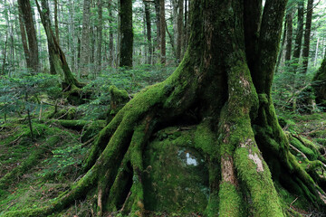 苔に覆われた古木の根と巨石