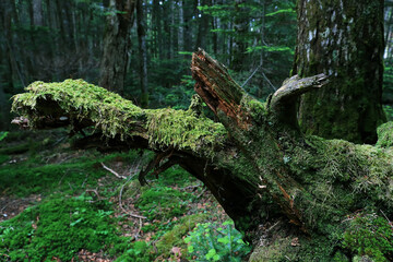 枯れた倒木に生えた苔と原生林