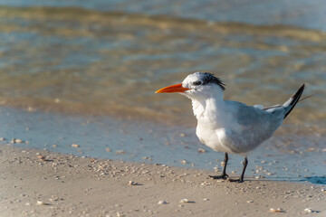 Royal tern walking along the beach on the coast of the Gulf of Mexico. Fort Myers Beach. Florida. USA