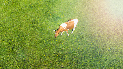 variegated cow walks in a green meadow on a sunny day, copyspace