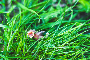 Fototapeta premium Close-up of dead bird with fallen nest