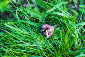 Close-up of dead bird with fallen nest