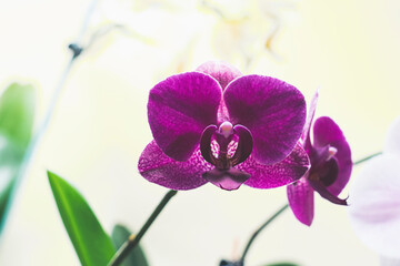 flowers on orchids, beautiful flowers of colorful bright orchids