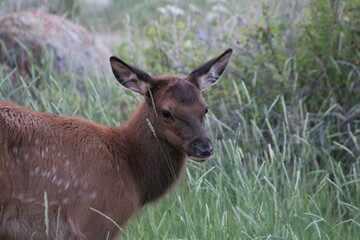 Cute Elk, Jasper National Park, Alberta