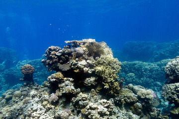 Coral reef with hard corals at the bottom of tropical sea, underwater landscape