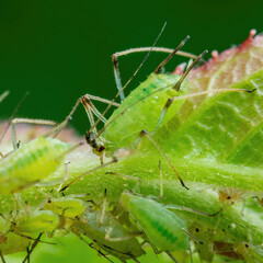 Aphid on Flower Bud. Greenfly or Green Aphid Garden Parasite Insect Pest Macro on Green Background
