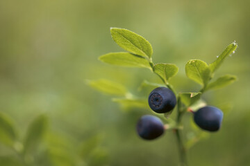 Fresh organic blueberries on the Bush.