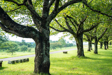 Fototapeta premium 静かな公園の休日の風景