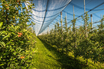 Apple orchard with anti-hail netting, Kressbronn am Bodensee, Baden-Württemberg, Germany