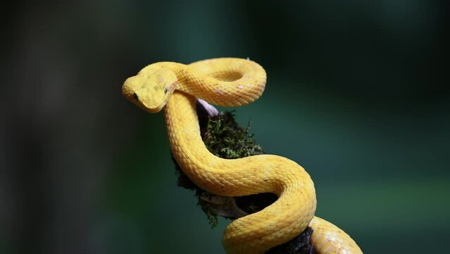 Costa Rica Wildlife, Eyelash Viper Snake (bothriechis schlegelii), Dangerous Rainforest Animals, Curled Up on Branch with Bright Yellow Brightly Coloured Venomous Snake,