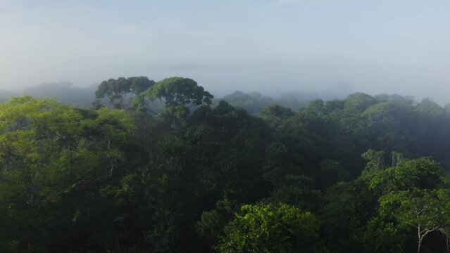 Aerial Drone View of Rainforest Canopy Above Treetops in Trees, Costa Rica Misty Tropical Jungle Scenery with Trees and Lush Green Landscape, High Up Establishing About Climate Change