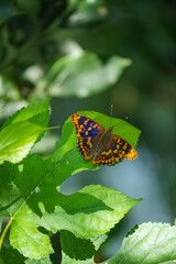 桑の葉にとまるコムラサキ