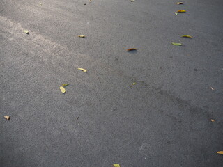 Fototapeta na wymiar leaf on the concrete road