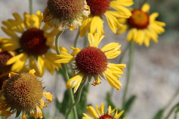 Season Of The Wildflowers, Jasper National Park, Alberta