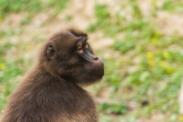 portrait from a dear gelada monkey