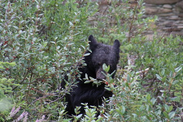 Obraz premium Bear Eating Berries, Jasper National Park, Alberta