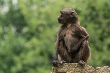 single dear gelada monkey sits on a stone