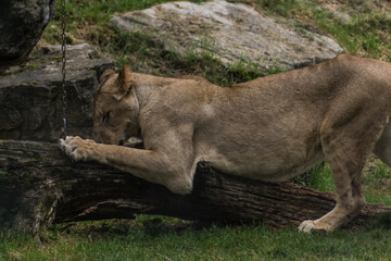 single lion looks like doing stretching exercises
