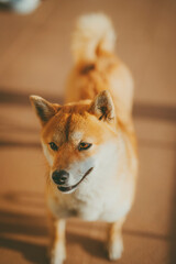 close up portrait of a dog