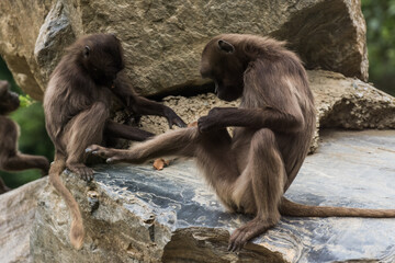 two dear gelada monkeys do body care on a rock