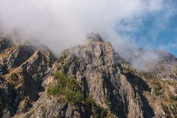 Misty autumn landscape with coniferous trees on sunlit sharp rocks and pointy peak in low clouds. Fading autumn colors in high mountains. Firs on rocky mountain with peaked top in foggy sunny morning.