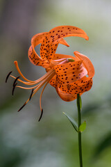 山地の草原に咲くコオニユリ