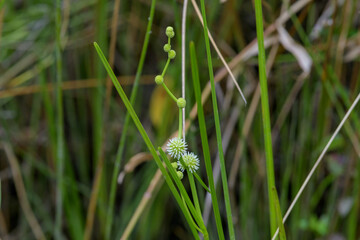 絶滅寸前種のヒメミクリ