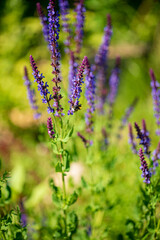 Closeup purple flowers (salvia officinalis) in the garden