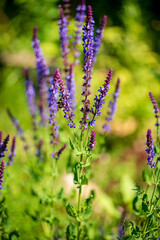 Obraz premium Closeup purple flowers (salvia officinalis) in the garden