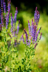 Closeup purple flowers (salvia officinalis) in the garden