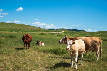 Cattle on the prairie graze or sleep